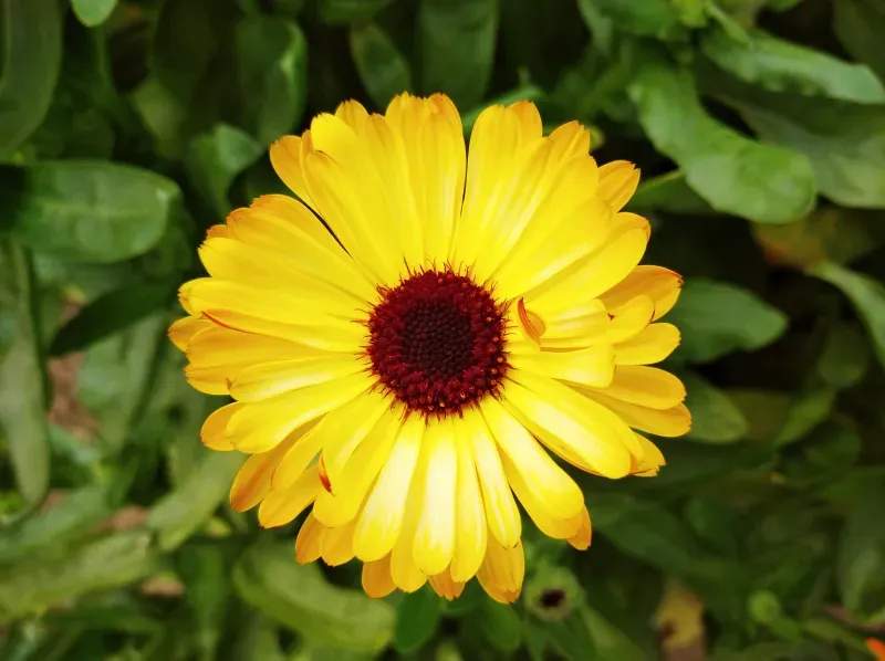 Simple Spring Refresh Ideas for a Healthier Garden
