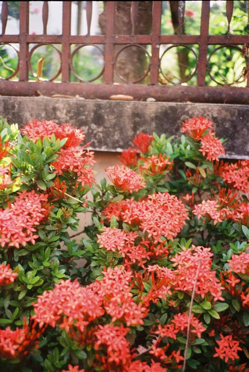 North Maple Garden Co. 15