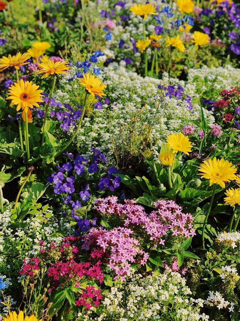 Mulching and soil enrichment